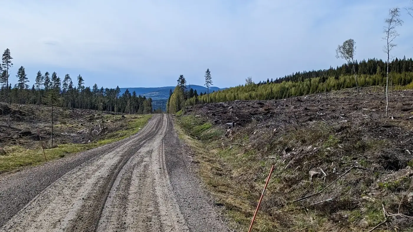 Straight gravel road through the forest