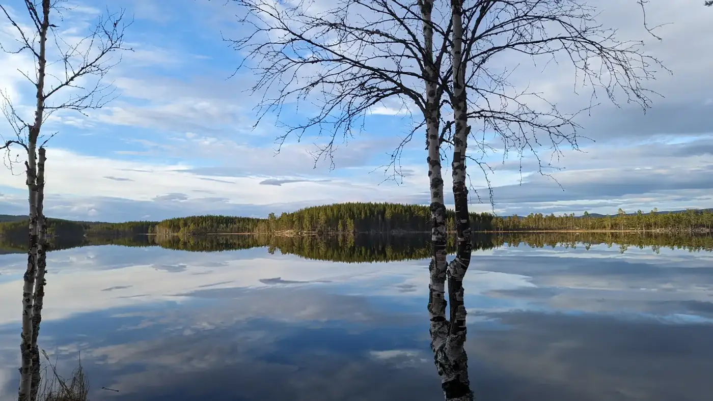 Birch trees reflected in a calm forest lake in May