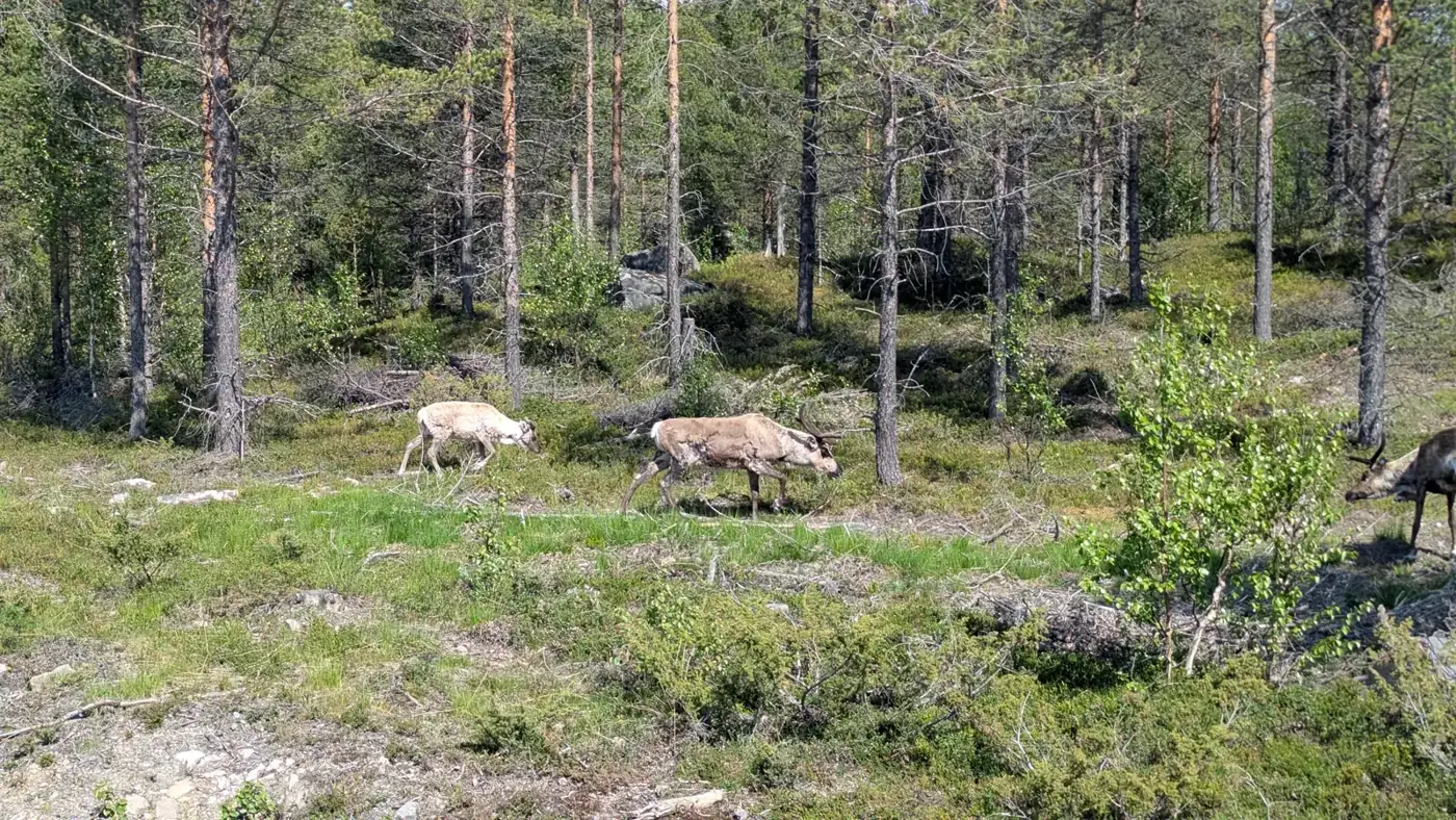 Reindeer grazing in a pine forest