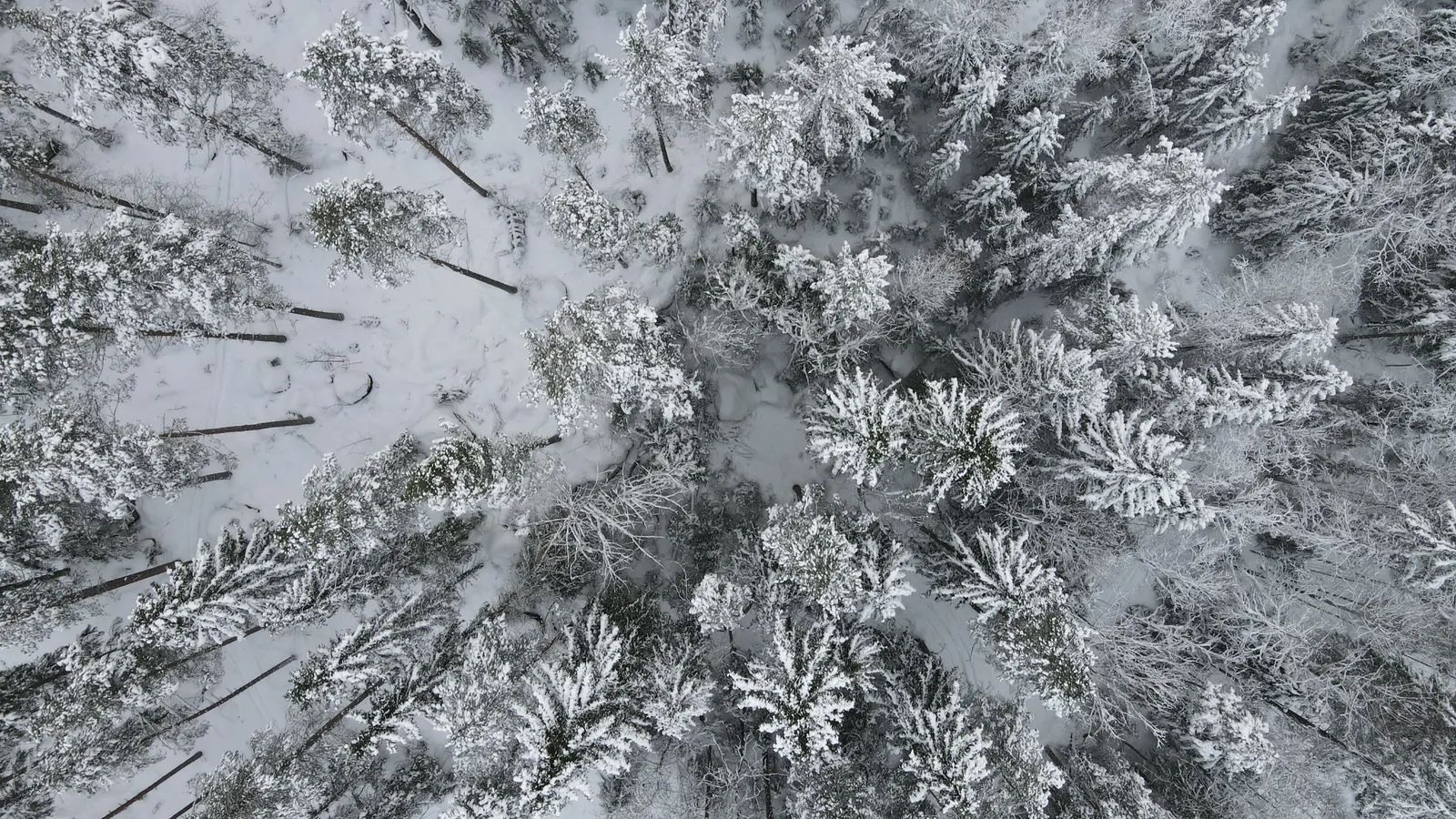 Snowy pines from above