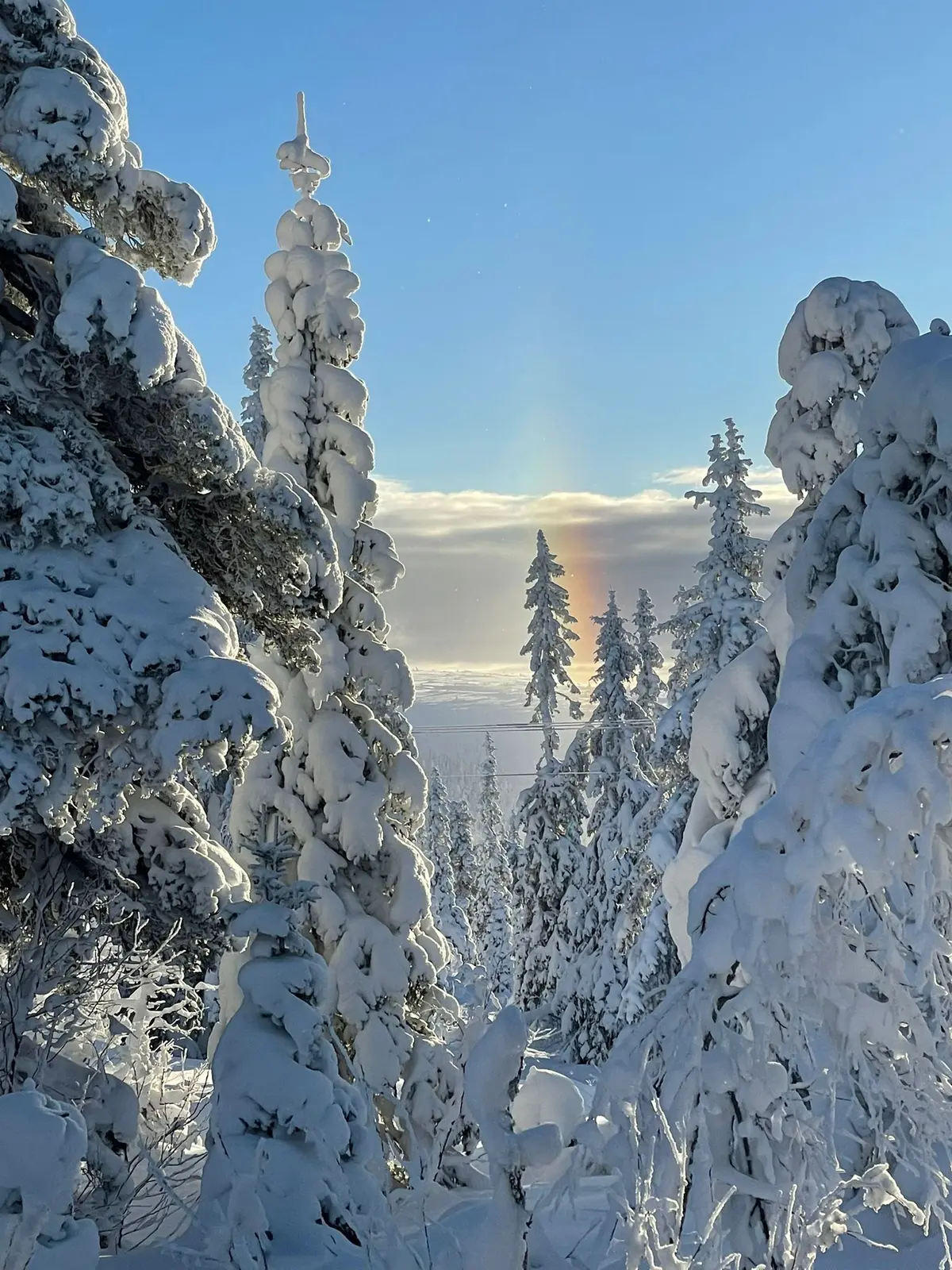 Winter sun behind snowy spruces