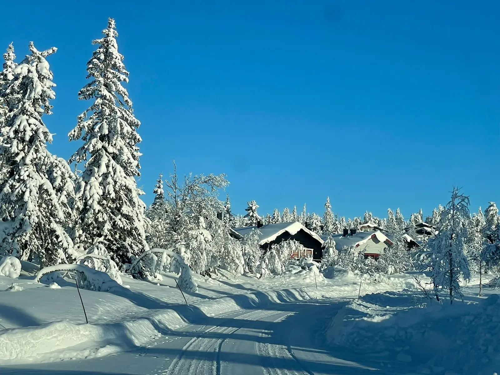 Snow-laden spruces under a blue sky
