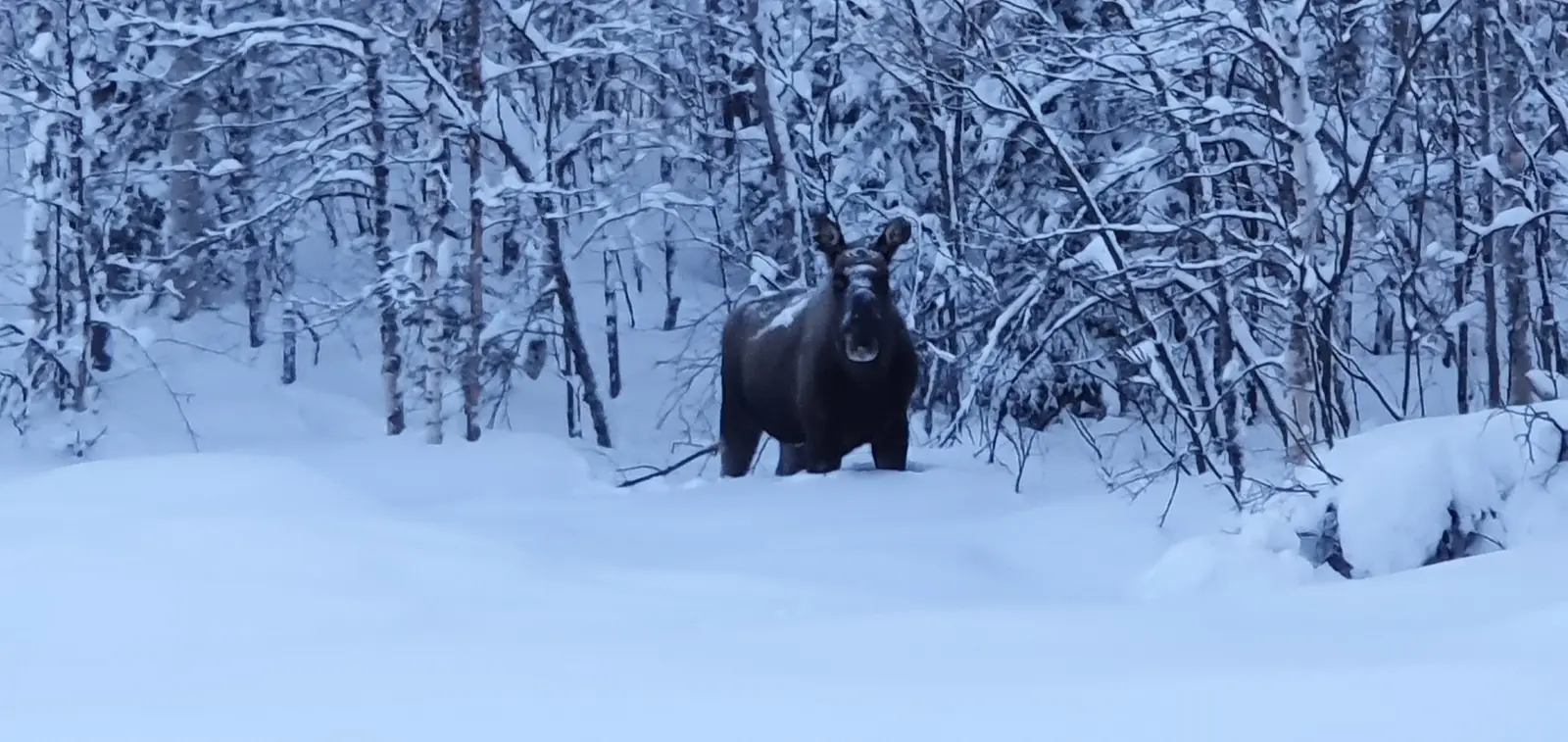 Moose in deep snow