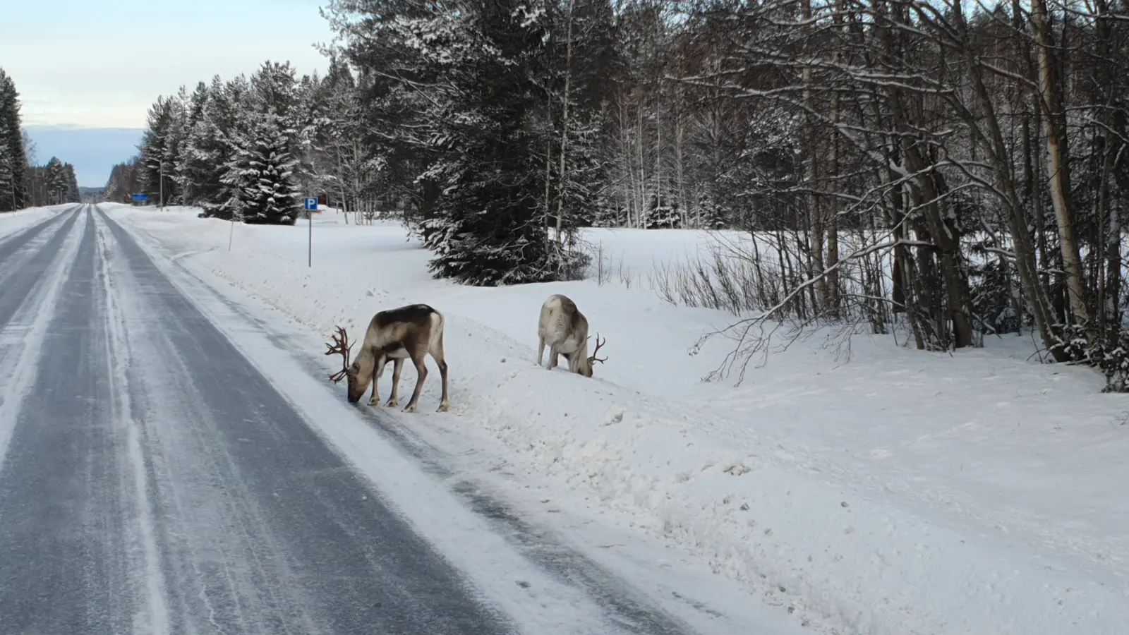 Reindeer by the road