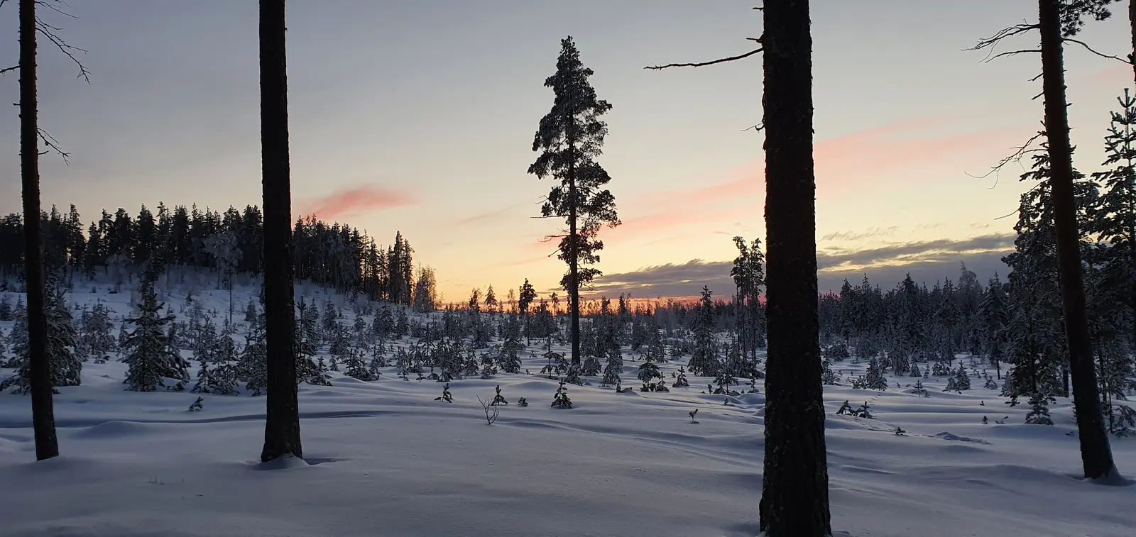 Pink sky over a forest clearing