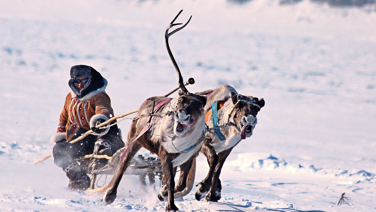 The 4 Wild Company Reindeer Sleigh Rides