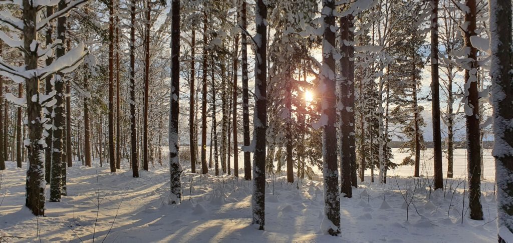 Morning sunlight in Dalarna near Forest Cabin Sweden